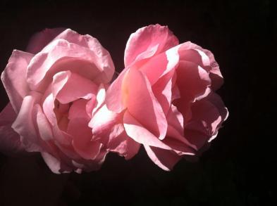 10505546_10152322458212971_325264333215944532_n